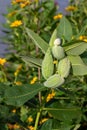 Developing green milkweed seed pods