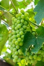 Developing green not mature grapes hanging down from a vine