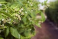 Developing, green raspberry fruit on raspberry canes in the field.