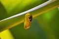 Developing Monarch chrysalis. Royalty Free Stock Photo