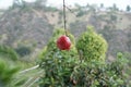 Developing Pomegranate Fruit in California Royalty Free Stock Photo