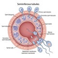 Developing into primary and secondary spermatocytes then spermatids Royalty Free Stock Photo