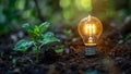 Developing a sustainable light bulb plant in nature using renewable energy for responsible growth. Royalty Free Stock Photo