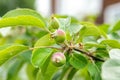 development of apple fruits and protection of fruits from diseases and pests