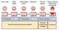 Development of an arterial plaque