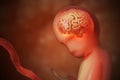 Development of brain of unborn baby. 3D rendered illustration