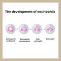 The development of eosinophils. Infographics. Vector illustration Royalty Free Stock Photo