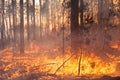 Development of forest fire on sunset background Royalty Free Stock Photo