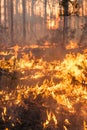 Development of forest fire on sunset background Royalty Free Stock Photo