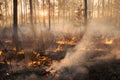Development of forest fire on sunset background Royalty Free Stock Photo