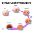 Development of the human embryo Royalty Free Stock Photo