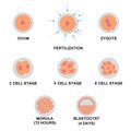 Development of the human embryo. Royalty Free Stock Photo