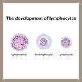 Development of lymphocytes. Infographics. Vector illustration Royalty Free Stock Photo