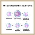 The development of neutrophils. Infographics. Vector illustration Royalty Free Stock Photo