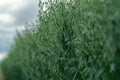 Development of oat panicle in field Royalty Free Stock Photo