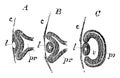 Development of the Primary Optic Vesicle in a Chick, vintage illustration