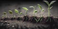 development of seedling growth planting seedlings young plant in the morning light