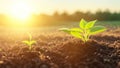 Development of seedling growth seedlings young plant in the morning light on nature background