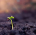 Development of seedling growth Planting seedlings young plant in the morning light on nature background AI Generative