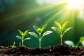 Development of seedling growth Planting seedlings young plant in the morning light on nature background. A symbol of new beginning Royalty Free Stock Photo