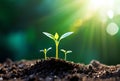 Development of seedling growth Planting seedlings young plant in the morning light on nature background. A symbol of new beginning Royalty Free Stock Photo