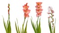 Pink gladiolus with leaves on white background isolated Royalty Free Stock Photo