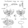 Development stage wax moth