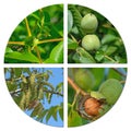 Development steps of the walnut in a collage Royalty Free Stock Photo