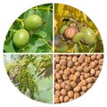 Development steps of the walnut in a collage Royalty Free Stock Photo