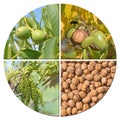 Development steps of the walnut in a collage Royalty Free Stock Photo