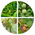 Development steps of the walnut in a collage Royalty Free Stock Photo