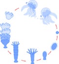 Developmental stages of jellyfish life cycle