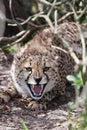 Devensive cheetah Royalty Free Stock Photo