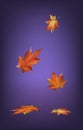 Autumn leaves fall season on background Royalty Free Stock Photo