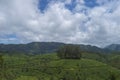 Devikulam Hills near Munnar Hill Station,Kerala,India