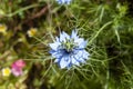 A Devil in the Bush Nigella damascena flower in bloom Royalty Free Stock Photo