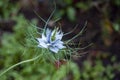 A Devil in the Bush Nigella damascena flower in bloom Royalty Free Stock Photo