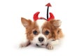 Devil chihuahua 4 Royalty Free Stock Photo