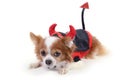 Devil chihuahua 5 Royalty Free Stock Photo