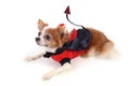 Devil chihuahua 2 Royalty Free Stock Photo