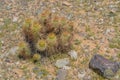 Devil Cholla Grusonia Emory cactus in Goodyear, Maricopa County, Arizona USA