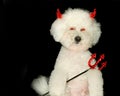 Devil dog