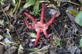 Devil fingers in botanic garden in Capelle aan den IJssel