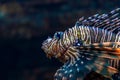 Devil firefish close up photo in aquarium