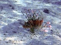 Devil firefish (Pteriois miles)