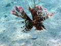 Devil firefish (Pterios miles) Royalty Free Stock Photo