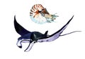 Devil fish. Stingray and nautilus Royalty Free Stock Photo