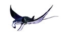 Devil fish. Stingray watercolor illustration Royalty Free Stock Photo
