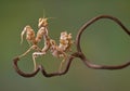Devil Flower mantis on vine Royalty Free Stock Photo