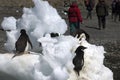 Devil Island Antarctica, Adelie penguin on blocks of ice with tourist n background